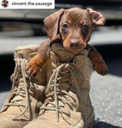 A puppy inside a Steel Blue Southern Cross Zip TPU Boots